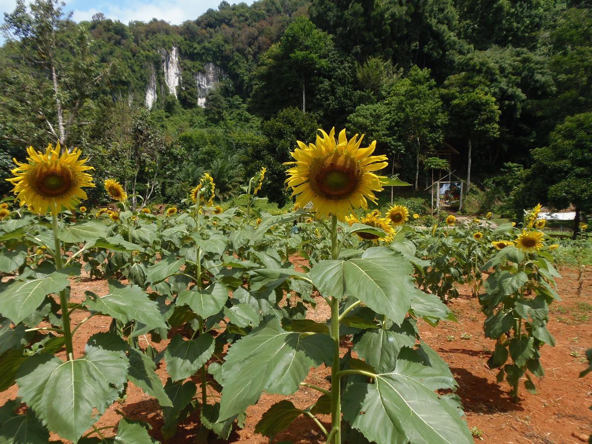Bed and Breakfast Takhun Mountain View Ban Tha Khun Exterior foto